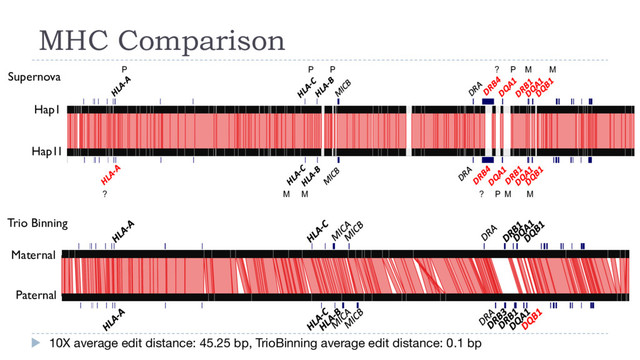 MHC Comparison
10X average edit distance: 45.25 bp, TrioBinning average edit distance: 0.1 bp
Pseudohap1
(paternal)
Pseudohap2
P P P M M
P
?
M M M M
P
?
?
Hap1
Hap1I
Maternal
Paternal
Supernova
Trio Binning
