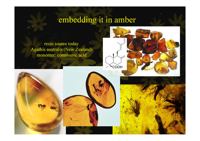 embedding it in amber
e bedd g be
resin source today
Agathis australis (New Zealand)
monomer: communic acid
monomer: communic acid
