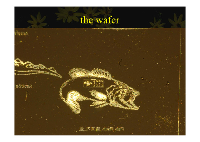 the wafer
the wafer
19/36
