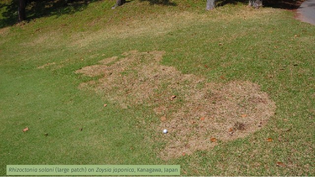 Rhizoctonia solani (large patch) on Zoysia japonica, Kanagawa, Japan
