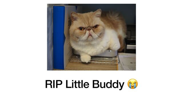 RIP Little Buddy 😭
