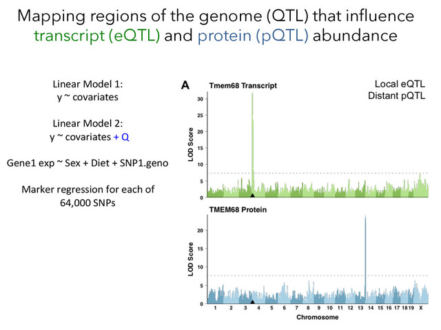 Mapping regions of the genome (QTL) that inﬂuence
transcript (eQTL) and protein (pQTL) abundance
Linear	  Model	  1:	  	  
y	  ~	  covariates	  
	  
Linear	  Model	  2:	  
	  y	  ~	  covariates	  +	  Q	  
	  
Gene1	  exp	  ~	  Sex	  +	  Diet	  +	  SNP1.geno	  
	  
Marker	  regression	  for	  each	  of	  
64,000	  SNPs	  	  
