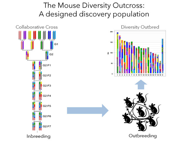 Collaborative Cross
Outbreeding
Diversity Outbred
Inbreeding
The Mouse Diversity Outcross:
A designed discovery population
