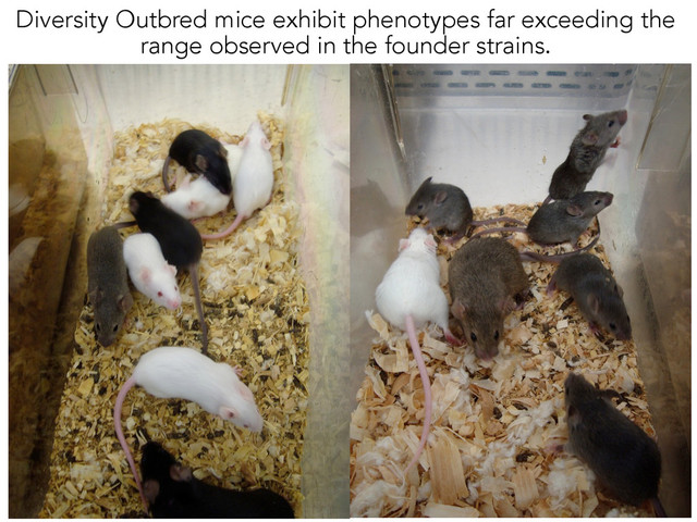 Diversity Outbred mice exhibit phenotypes far exceeding the
range observed in the founder strains.
