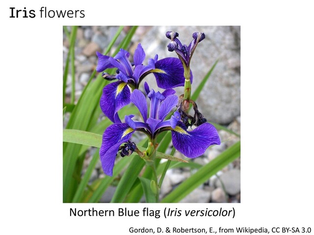 Iris flowers
Northern Blue flag (Iris versicolor)
Gordon, D. & Robertson, E., from Wikipedia, CC BY-SA 3.0
