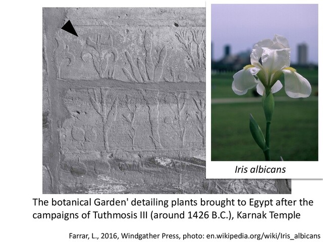 The botanical Garden' detailing plants brought to Egypt after the
campaigns of Tuthmosis III (around 1426 B.C.), Karnak Temple
Farrar, L., 2016, Windgather Press, photo: en.wikipedia.org/wiki/Iris_albicans
Iris albicans

