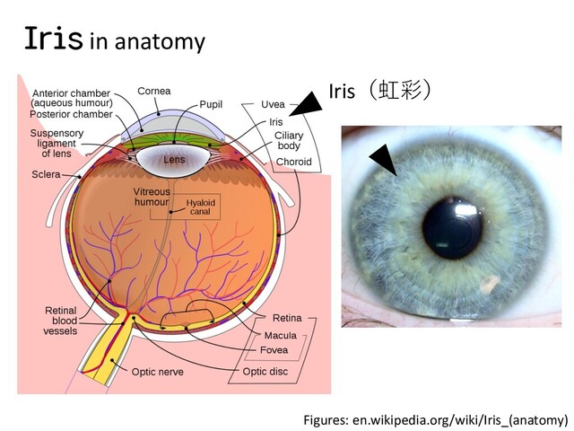 Figures: en.wikipedia.org/wiki/Iris_(anatomy)
Iris in anatomy
Iris（虹彩）
