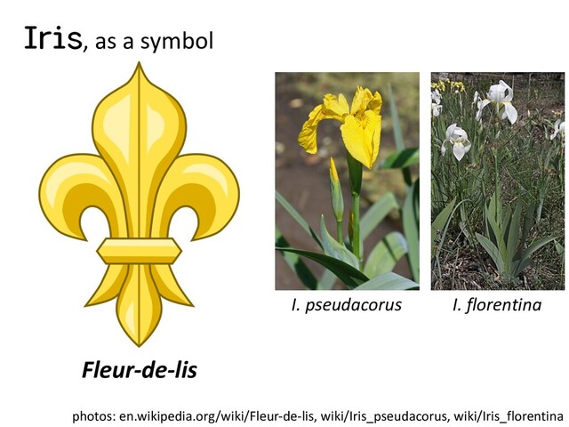 Iris, as a symbol
Fleur-de-lis
photos: en.wikipedia.org/wiki/Fleur-de-lis, wiki/Iris_pseudacorus, wiki/Iris_florentina
I. pseudacorus I. florentina
