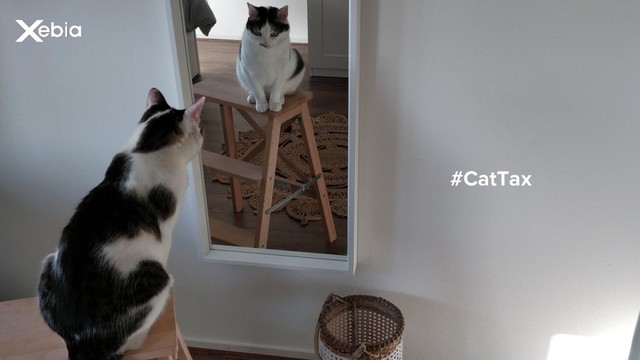#CatTax

