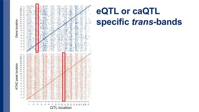 QTL location
eQTL or caQTL
specific trans-bands
