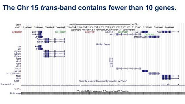 The Chr 15 trans-band contains fewer than 10 genes.
Scale
chr15:
Multiz Align
500 kb mm10
7,100,000 7,200,000 7,300,000 7,400,000 7,500,000 7,600,000 7,700,000 7,800,000 7,900,000 8,000,000 8,100,000 8,200,000 8,300,000 8,400,000
Basic Gene Annotation Set from GENCODE Version M14 (Ensembl 89)
RefSeq Genes
Placental Mammal Basewise Conservation by PhyloP
Vertebrate Multiz Alignment & Conservation (60 Species)
Gm38282 Lifr
Lifr
Lifr
Egflam
Egflam
Gm16029 Gm37743 Gdnf
Wdr70
Gm27529 Nup155
2410089E03Rik
Gm24144
Nipbl
Lifr
Lifr
Egflam
Egflam
Egflam
Gdnf
Gdnf
Gdnf
Gdnf
Wdr70
Nup155
2410089E03Rik
Nipbl
Nipbl
Placental Cons
3.296 _
-3.94 _
