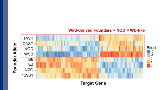 PWK
CAST
NOD
WSB
B6
A/J
NZO
129S1
Founder Allele
Target Gene
Wild-derived Founders + NOD = WD-like
