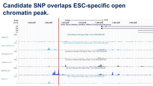 Candidate SNP overlaps ESC-specific open
chromatin peak.
Scale
chr15:
10 kb mm9
7,060,000 7,065,000 7,070,000 7,075,000 7,080,000 7,085,000 7,090,000
UCSC Genes (RefSeq, GenBank, tRNAs & Comparative Genomics)
3134 DNaseI HS Signal Rep 1 from ENCODE/UW
B-cell (CD19+) DNaseI HS Signal Rep 1 from ENCODE/UW
Cerebellum DNaseI HS Signal Rep 1 from ENCODE/UW
Cerebrum DNaseI HS Signal Rep 1 from ENCODE/UW
ES-CJ7 DNaseI HS Signal Rep 1 from ENCODE/UW
MEL DNaseI HS Signal Rep 1 from ENCODE/UW
Whole Brain Adult 8 Weeks DNaseI HS Signal Rep 1 from ENCODE/UW
Lifr
Lifr
Lifr
Lifr
3134 S 1
200 _
1 _
Bcell (CD19+) S 1
200 _
1 _
Cerebellum S 1
200 _
1 _
Cerebrum S 1
200 _
1 _
ES-CJ7 S 1
200 _
1 _
MEL S 1
200 _
1 _
200 _
