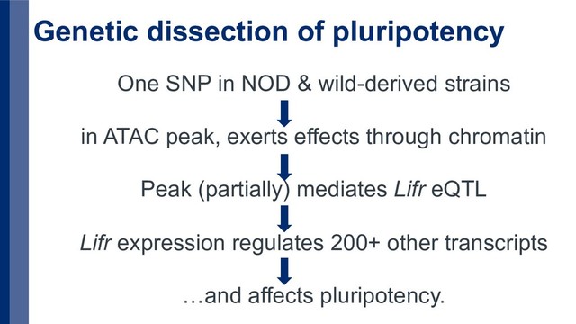 Genetic dissection of pluripotency
One SNP in NOD & wild-derived strains
in ATAC peak, exerts effects through chromatin
Peak (partially) mediates Lifr eQTL
Lifr expression regulates 200+ other transcripts
…and affects pluripotency.
