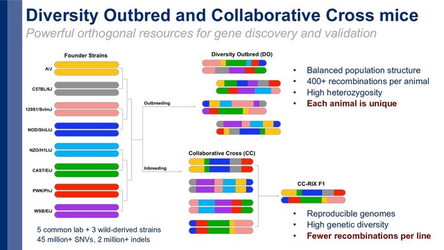 Diversity Outbred and Collaborative Cross mice
Powerful orthogonal resources for gene discovery and validation
• Balanced population structure
• 400+ recombinations per animal
• High heterozygosity
• Each animal is unique
5 common lab + 3 wild-derived strains
45 million+ SNVs, 2 million+ indels
• Reproducible genomes
• High genetic diversity
• Fewer recombinations per line
