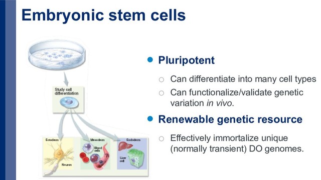 Embryonic stem cells
Pluripotent
o Can differentiate into many cell types
o Can functionalize/validate genetic
variation in vivo.
Renewable genetic resource
o Effectively immortalize unique
(normally transient) DO genomes.
