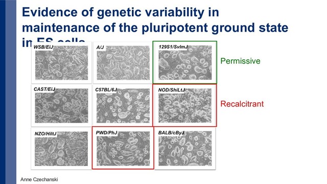 Evidence of genetic variability in
maintenance of the pluripotent ground state
in ES cells.
Anne Czechanski
Permissive
Recalcitrant
