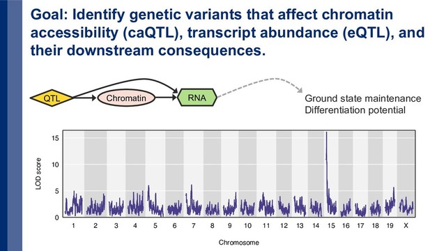 Goal: Identify genetic variants that affect chromatin
accessibility (caQTL), transcript abundance (eQTL), and
their downstream consequences.
RNA
Chromatin
QTL Ground state maintenance
Differentiation potential
1 3 5 7 9 11 13 15 17 19
2 4 6 8 10 12 14 16 18 X
0
5
10
15
Chromosome
LOD score

