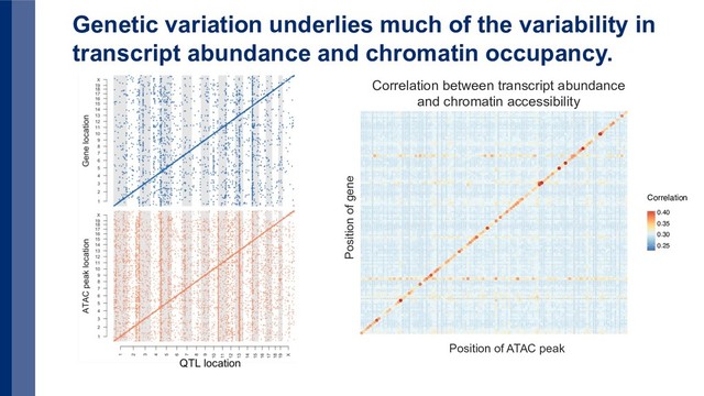 Genetic variation underlies much of the variability in
transcript abundance and chromatin occupancy.
●
●
●
●
●
●
Position of ATAC peak
Position of gene
0.25
0.30
0.35
0.40
Correlation
Correlation between transcript abundance
and chromatin accessibility
Position of ATAC peak
Position of gene
