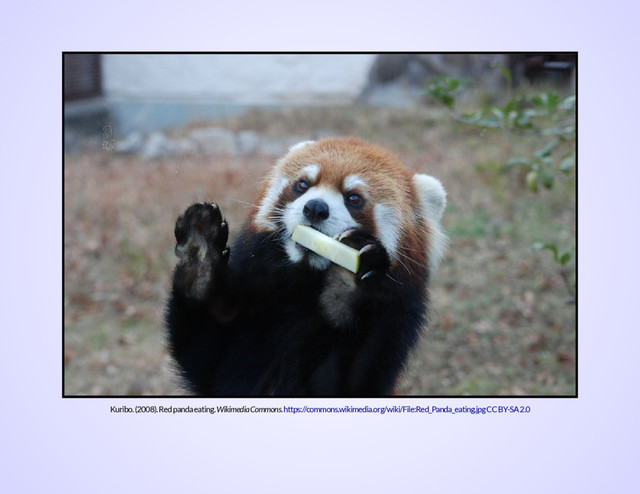 Kuribo. (2008). Red panda eating. Wikimedia Commons. https://commons.wikimedia.org/wiki/File:Red_Panda_eating.jpgCC BY-SA 2.0
