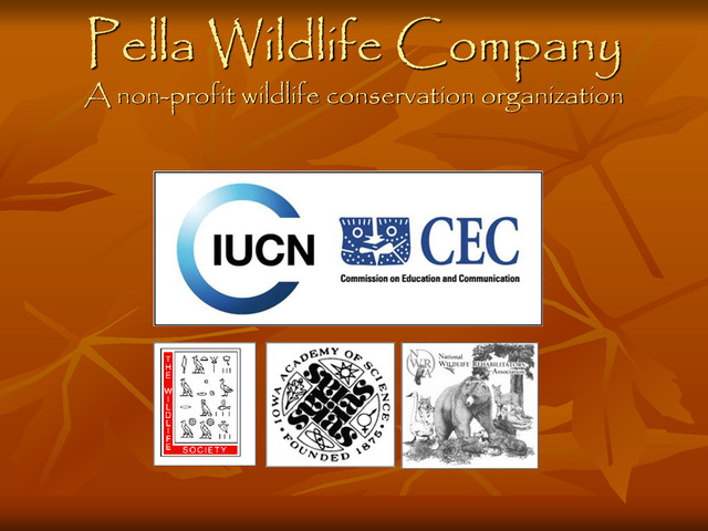 Pella Wildlife Company
A non-profit wildlife conservation organization
