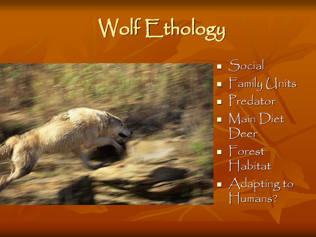 Wolf Ethology

Social

Family Units

Predator

Main Diet
Deer

Forest
Habitat

Adapting to
Humans?
