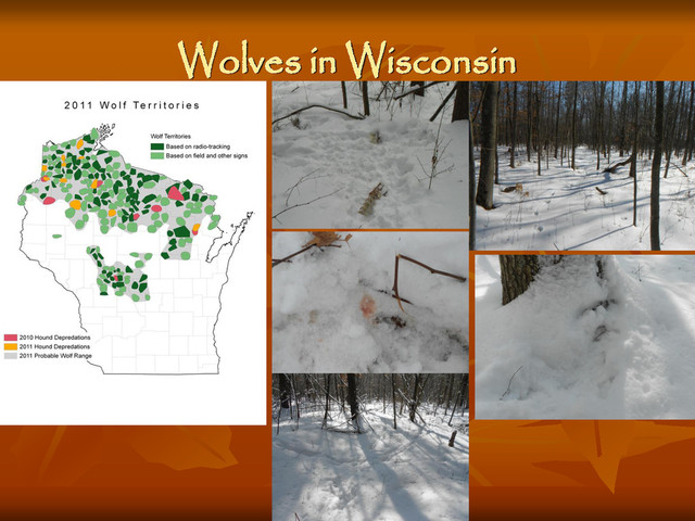 Wolves in Wisconsin
