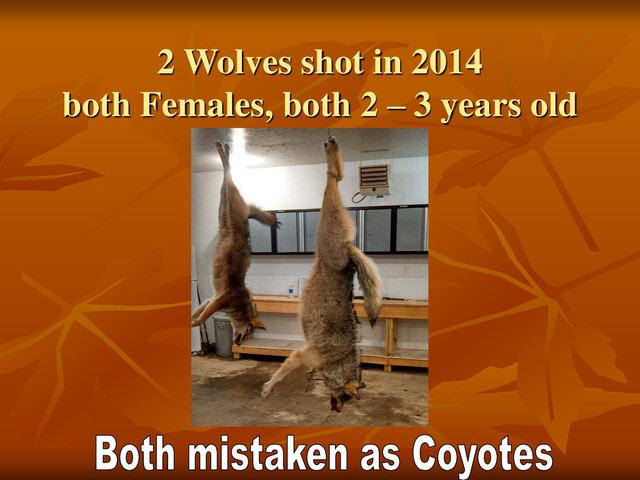 2 Wolves shot in 2014
both Females, both 2 – 3 years old
