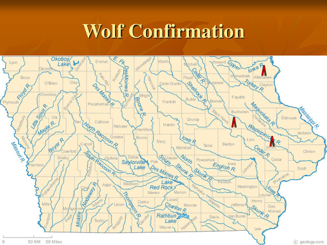 Wolf Confirmation
