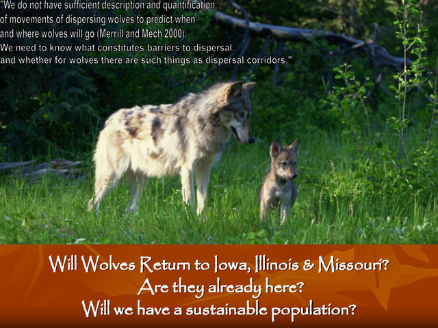 Will Wolves Return to Iowa, Illinois & Missouri?
Are they already here?
Will we have a sustainable population?
