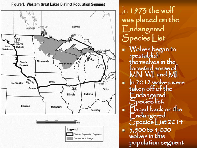 In 1973 the wolf
was placed on the
Endangered
Species List

Wolves began to
reestablish
themselves in the
forested areas of
MN. WI. and MI.

In 2012 wolves were
taken off of the
Endangered
Species list.

Placed back on the
Endangered
Species List 2014

3,500 to 4,000
wolves in this
population segment
