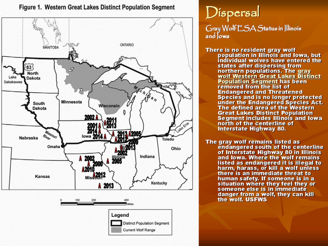 Dispersal
Gray Wolf ESA Status in Illinois
and Iowa
There is no resident gray wolf
population in Illinois and Iowa, but
individual wolves have entered the
states after dispersing from
northern populations. The gray
wolf Western Great Lakes Distinct
Population Segment has been
removed from the list of
Endangered and Threatened
Species and is no longer protected
under the Endangered Species Act.
The defined area of the Western
Great Lakes Distinct Population
Segment includes Illinois and Iowa
north of the centerline of
Interstate Highway 80.
The gray wolf remains listed as
endangered south of the centerline
of Interstate Highway 80 in Illinois
and Iowa. Where the wolf remains
listed as endangered it is illegal to
harm, harass, or kill a wolf unless
there is an immediate threat to
human safety. If someone is in a
situation where they feel they or
someone else is in immediate
danger from a wolf, they can kill
the wolf. USFWS
