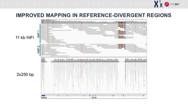 IMPROVED MAPPING IN REFERENCE-DIVERGENT REGIONS
HAP 2 HAP 1
11 kb HiFi
2x250 bp
