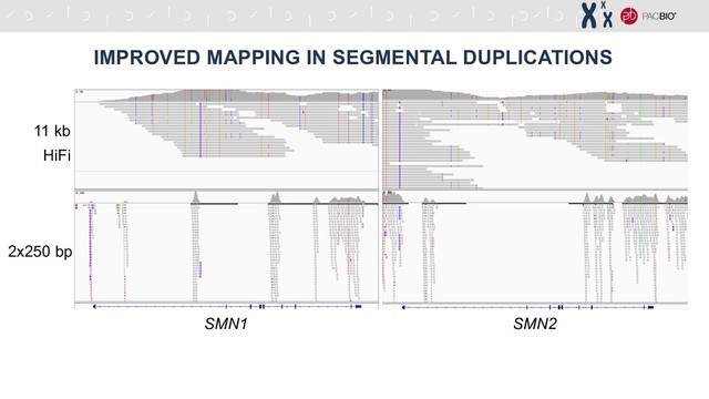 IMPROVED MAPPING IN SEGMENTAL DUPLICATIONS
SMN1 SMN2
11 kb
HiFi
2x250 bp
