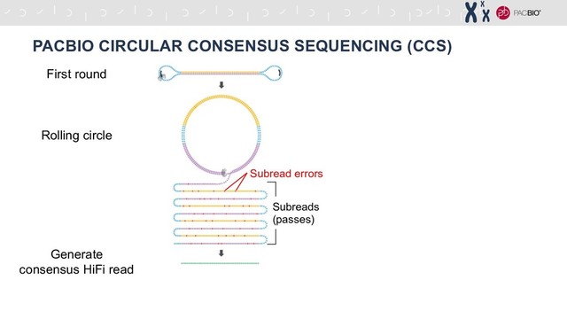 PACBIO CIRCULAR CONSENSUS SEQUENCING (CCS)
First round
Rolling circle
Generate
consensus HiFi read
Subreads
(passes)
Subread errors
