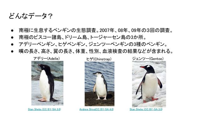 どんなデータ？
● 南極に生息するペンギンの生態調査。2007年、08年、09年の３回の調査。 
● 南極のビスコー諸島、ドリーム島、トージャーセン島の3か所。 
● アデリーペンギン、ヒゲペンギン、ジェンツーペンギンの3種のペンギン。 
● 嘴の長さ、高さ、翼の長さ、体重、性別、血液検査の結果などが含まれる。 
アデリー(Adelie)  ジェンツー(Gentoo) 
ヒゲ(Chinstrap) 
Stan Shebs (CC BY-SA 3.0)
  Andrew Shiva(CC BY-SA 4.0)  Stan Shebs (CC BY-SA 3.0)
 
