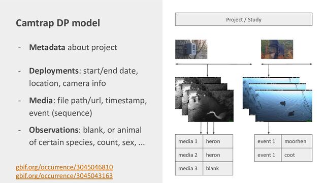 - Metadata about project
Camtrap DP model Project / Study
media 1 heron
media 2 heron
media 3 blank
event 1 moorhen
event 1 coot
gbif.org/occurrence/3045046810
gbif.org/occurrence/3045043163
- Deployments: start/end date,
location, camera info
- Media: file path/url, timestamp,
event (sequence)
- Observations: blank, or animal
of certain species, count, sex, ...
