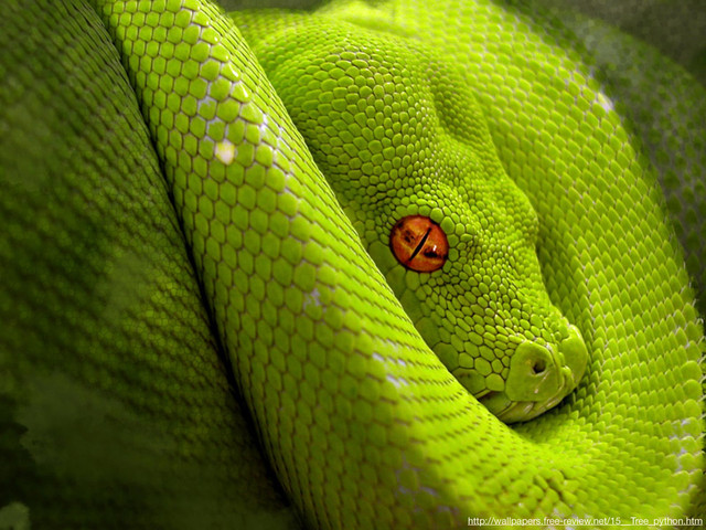 http://wallpapers.free-review.net/15__Tree_python.htm
