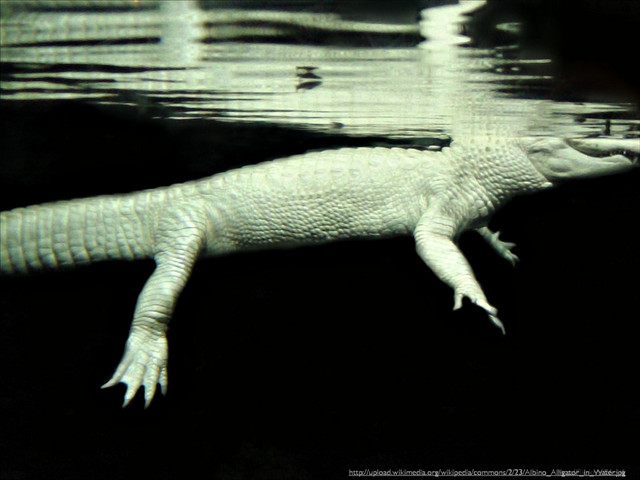 http://ﬂic.kr/p/96ryj6
http://upload.wikimedia.org/wikipedia/commons/2/23/Albino_Alligator_in_Water.jpg
