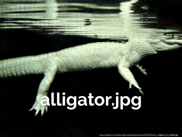 http://ﬂic.kr/p/96ryj6
http://upload.wikimedia.org/wikipedia/commons/2/23/Albino_Alligator_in_Water.jpg
alligator.jpg
