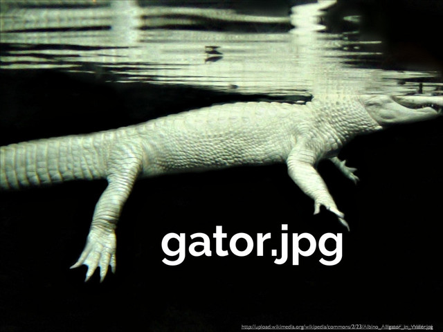 http://ﬂic.kr/p/96ryj6
http://upload.wikimedia.org/wikipedia/commons/2/23/Albino_Alligator_in_Water.jpg
gator.jpg
