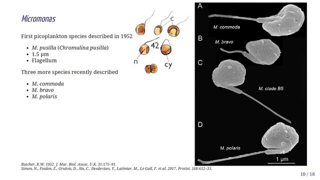 Micromonas
First picoplankton species described in 1952
M. pusilla (Chromulina pusilla)
1.5 µm
Flagellum
Three more species recently described
M. commoda
M. bravo
M. polaris
Butcher, R.W. 1952. J. Mar. Biol. Assoc. U.K. 31:175–91.
Simon, N., Foulon, E., Grulois, D., Six, C., Desdevises, Y., Latimier, M., Le Gall, F. et al. 2017. Protist. 168:612–35.
10 / 18
