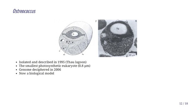 Ostreococcus
Isolated and described in 1995 (Thau lagoon)
The smallest photosynthetic eukaryote (0.8 µm)
Genome deciphered in 2006
Now a biological model
12 / 18
