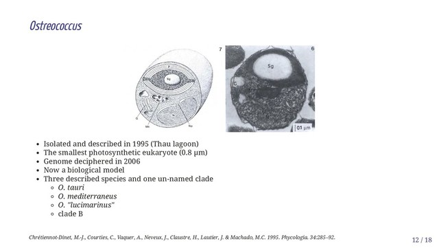 Ostreococcus
Isolated and described in 1995 (Thau lagoon)
The smallest photosynthetic eukaryote (0.8 µm)
Genome deciphered in 2006
Now a biological model
Three described species and one un-named clade
O. tauri
O. mediterraneus
O. "lucimarinus"
clade B
Chrétiennot-Dinet, M.-J., Courties, C., Vaquer, A., Neveux, J., Claustre, H., Lautier, J. & Machado, M.C. 1995. Phycologia. 34:285–92. 12 / 18
