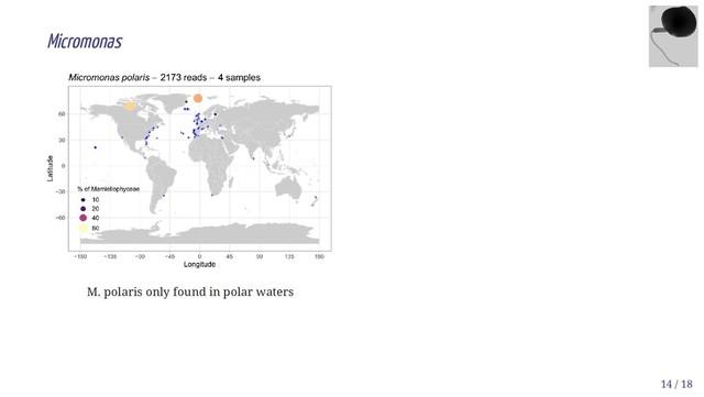 M. polaris only found in polar waters
Micromonas
14 / 18
