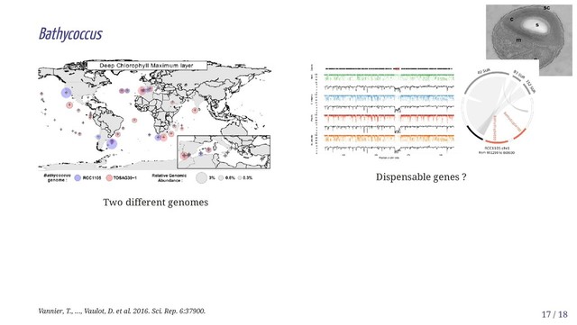 Two different genomes
Dispensable genes ?
Bathycoccus
Vannier, T., ..., Vaulot, D. et al. 2016. Sci. Rep. 6:37900. 17 / 18
