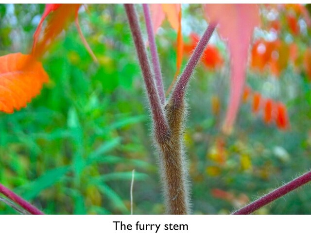 The furry stem
