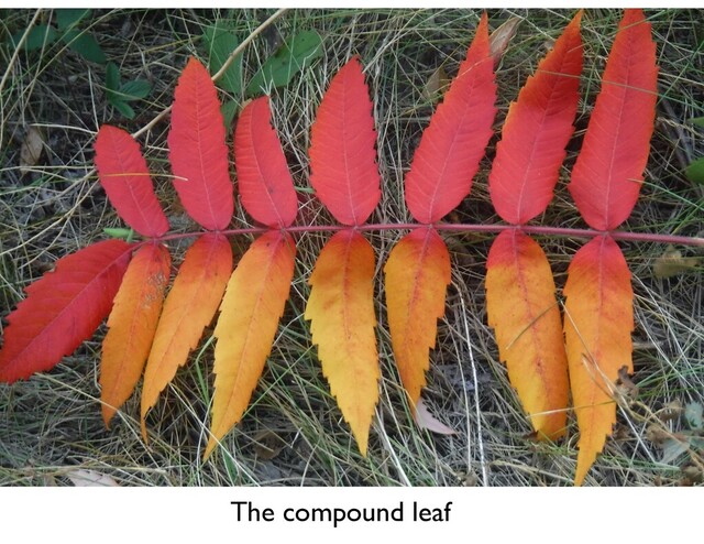 The compound leaf
