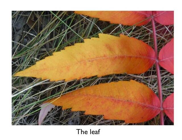The leaf
