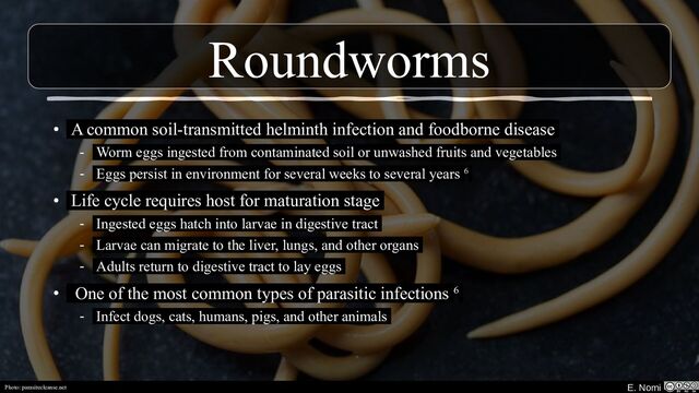 E. Nomi
• A common soil-transmitted helminth infection and foodborne disease
- Worm eggs ingested from contaminated soil or unwashed fruits and vegetables
- Eggs persist in environment for several weeks to several years 6
• Life cycle requires host for maturation stage
- Ingested eggs hatch into larvae in digestive tract
- Larvae can migrate to the liver, lungs, and other organs
- Adults return to digestive tract to lay eggs
• One of the most common types of parasitic infections 6
- Infect dogs, cats, humans, pigs, and other animals
Roundworms
Photo: parasitecleanse.net E. Nomi
